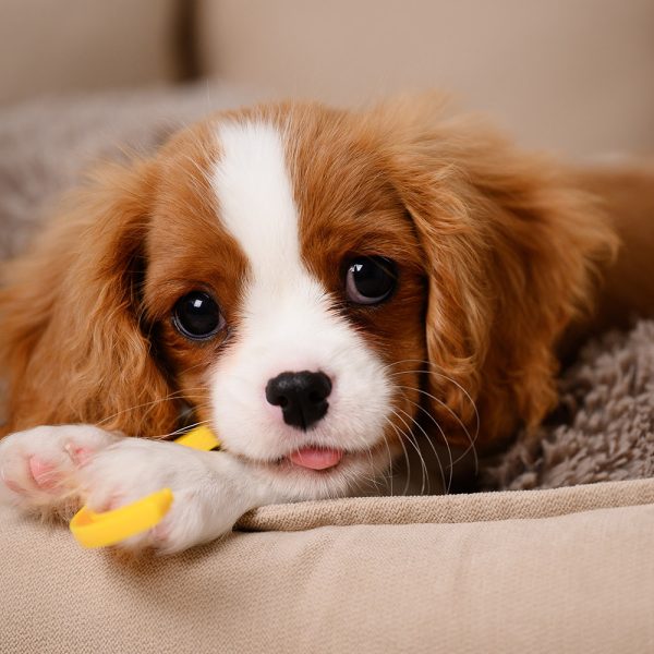 A cute dog in bed