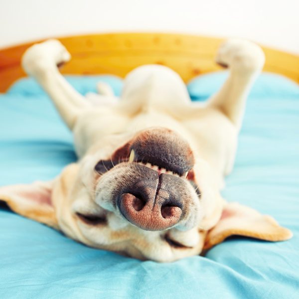 A dog lying on its back with legs in the air looking very happy