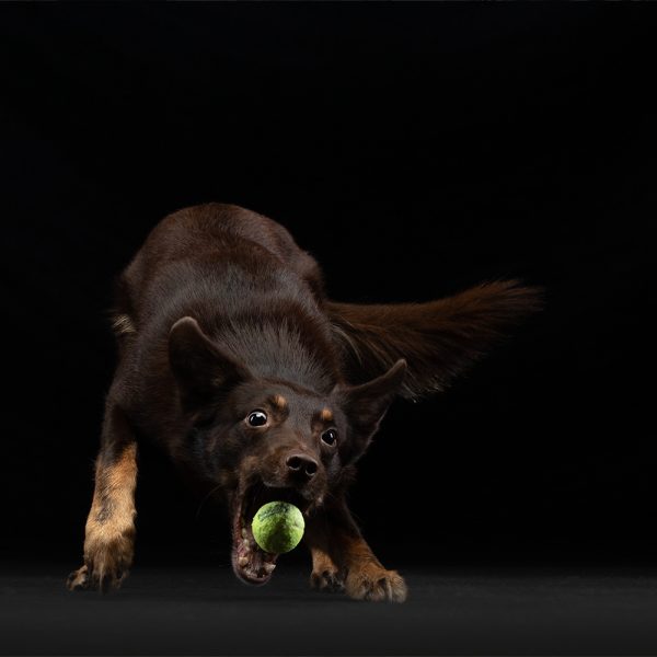 A dog catching a ball