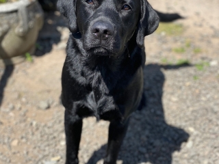 A dog in the sunshine at Provanston