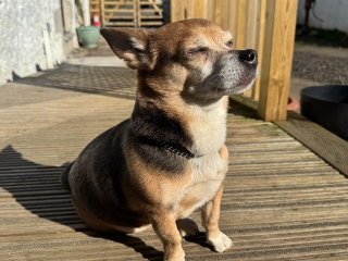 A Jackawowa dog in the sunshine at Provanston