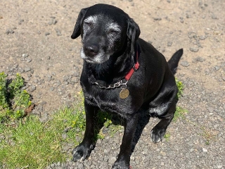 A happy dog sitting outside in the sun