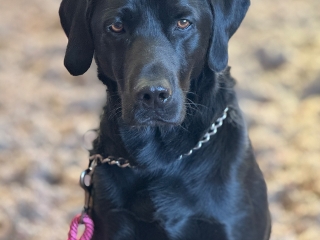 A handsome dog sitting in the indoor arena at Provanston