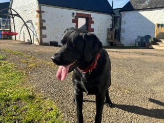 A happy dog playing in the courtyard at Provanston