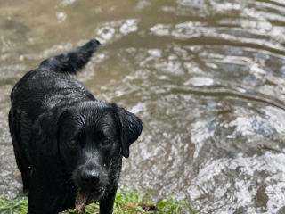 A dog by a river pool