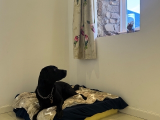 A dog resting on a dog bed at Provanston