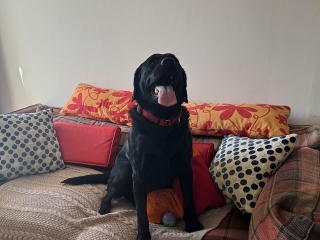 A happy dog on a sofa at Provanston