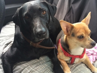 Two dogs lying down together