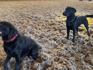 Two dogs playing in the arena at Provanston
