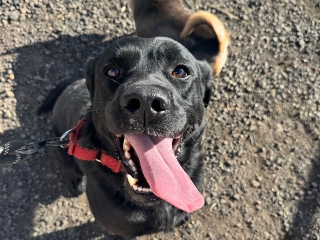 A happy dog with his tongue hanging out at Provanston
