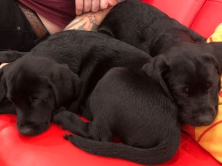 Two adorable puppies sleeping on a sofa at Provanston