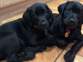 Two adorable puppies