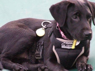 An adorable puppy