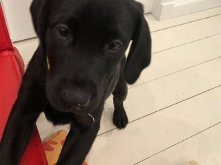 An adorable puppy
