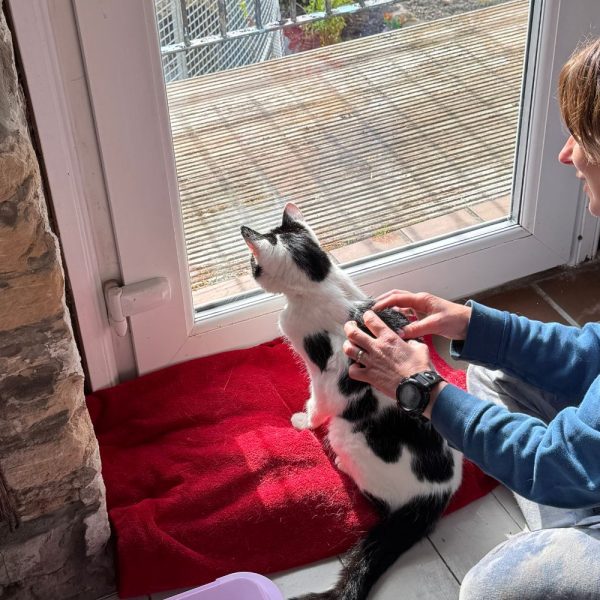 Jenny patting one of our cattery clients near Stirling in the luxury cat hotel suite.